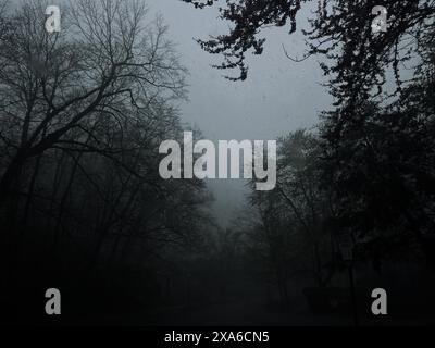 Une tempête de forêt, la pluie tombant d'un ciel sombre et menaçant, le temps dans la nature Banque D'Images