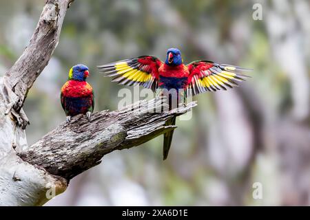 Lorikeets arc-en-ciel en saison de race perchés sur une branche Banque D'Images