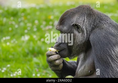 Gorille des plaines occidentales se relaxant sur l'herbe au zoo Banque D'Images