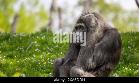 Gorille des plaines occidentales se relaxant sur l'herbe au zoo Banque D'Images