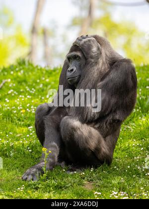 Gorille des plaines occidentales se relaxant sur l'herbe au zoo Banque D'Images