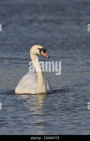 Un cygne muet blanc avec un bec orange flotte sur l'eau Banque D'Images