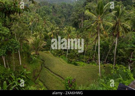 Une vue de dessus d'une plantation de riz en Indonésie. Banque D'Images