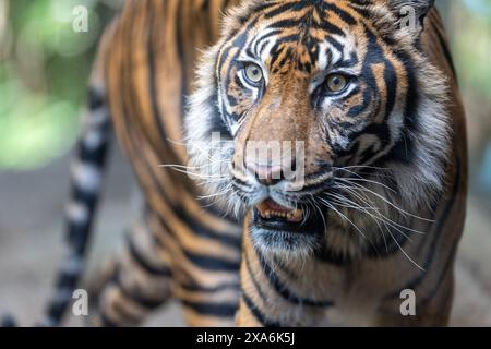 Un curieux tigre marchant vers la caméra. Banque D'Images