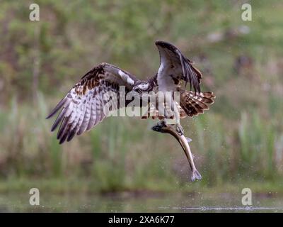 Un balbuzard volant au-dessus de l'eau avec des poissons en talons. Banque D'Images