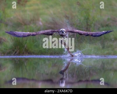 Un balbuzard volant au-dessus de l'eau avec des poissons en talons. Banque D'Images