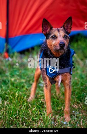 Un adorable chien écharpé devant une tente de camping rouge-bleu. Banque D'Images
