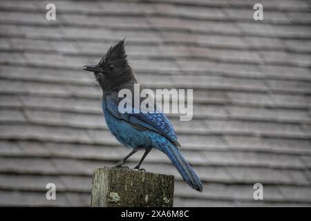 Gros plan naturel sur un oiseau Jay de Steller mâle bleu coloré, Cyanocitta stelleri assis sur la clôture dans le jardin, coquille , Oregon Banque D'Images