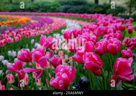 Une exposition colorée de tulipes en pleine floraison dans les célèbres jardins de Keukenhof aux pays-Bas. Banque D'Images