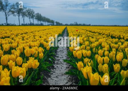 Des rangées infinies de tulipes jaunes en pleine floraison dans un champ aux pays-Bas. Banque D'Images