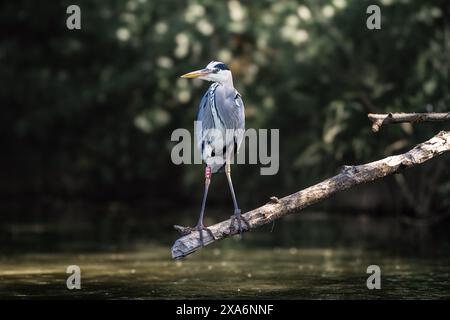 Un héron gris reposant sur une branche d'arbre au-dessus de l'eau Banque D'Images