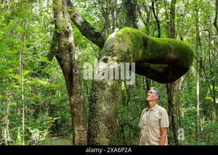 Un biologiste inspectant le tronc d'arbre tordu de l'arbre Anigic dans le Cerrados de Brazi Banque D'Images