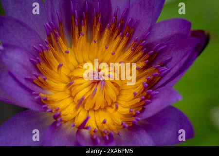 Convaincant, éblouissant, excellent, intrigant naturel gros plan, haute résolution, portrait de plante à fleurs de Lotus Flower, Nelumbo nucifera, Hanoi Banque D'Images