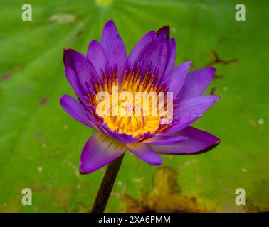 Convaincant, éblouissant, excellent, intrigant naturel gros plan, haute résolution, portrait de plante à fleurs de Lotus Flower, Nelumbo nucifera, Hanoi Banque D'Images