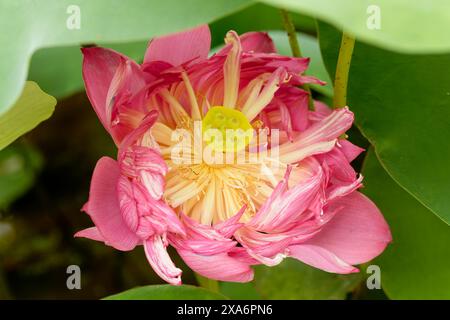 Convaincant, éblouissant, excellent, intrigant naturel gros plan, haute résolution, portrait de plante à fleurs de Lotus Flower, Nelumbo nucifera, Hanoi Banque D'Images