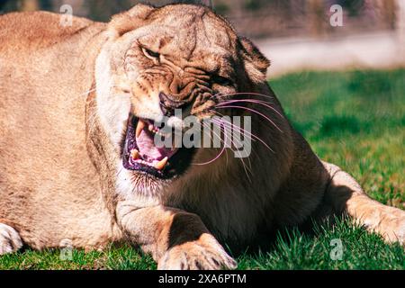 Gros plan d'une lionne reposant sur un terrain d'herbe verte Banque D'Images