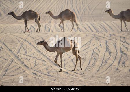 Un groupe de chameaux marchant dans un champ désertique aride Banque D'Images