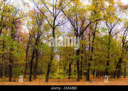 Une vue panoramique sur les bois de Bucium près de Iasi, Roumanie Banque D'Images