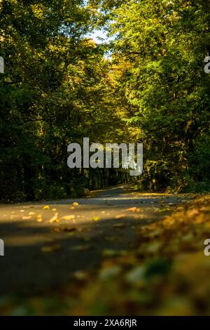 Une vue panoramique sur les bois de Bucium près de Iasi, Roumanie Banque D'Images