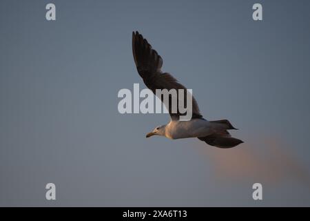 Un oiseau planant à travers le ciel bleu clair Banque D'Images