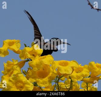 Un sunbird de Palestine noir (Cinnyris osea) perché sur une fleur jaune Banque D'Images