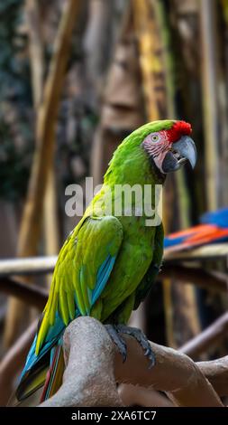 Aras d'un soldat vibrant (Ara militaris) perché sur une branche d'arbre Banque D'Images