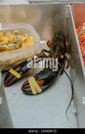 Un homard fraîchement pêché sur un bateau de homard dans le Maine avec des griffes baguées Banque D'Images