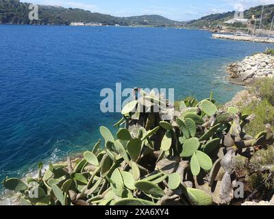 Une photo de plantes poussant sur le bord d'une falaise Banque D'Images