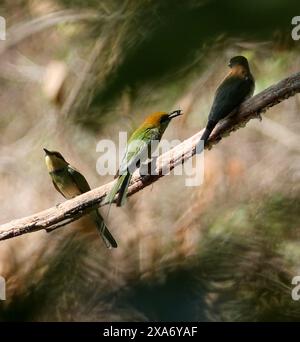 Trois oiseaux vibrants sur une branche dans les bois Banque D'Images