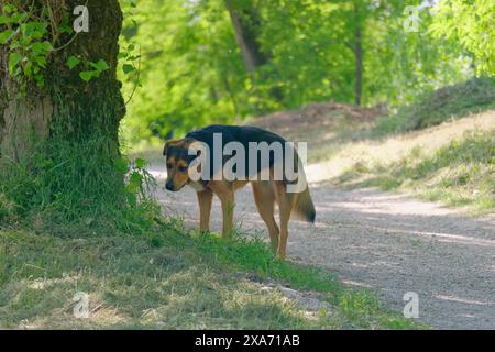 Un chien brun et noir se tient sur un chemin forestier à côté d'un arbre Banque D'Images