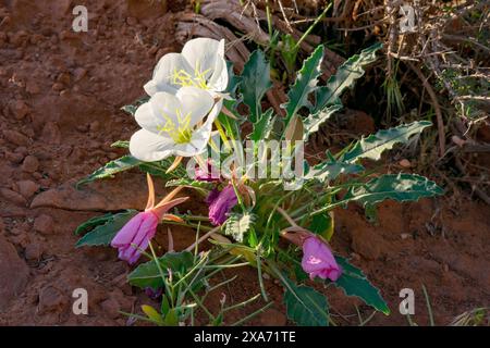 Onagre naine (Oenothera caespitosa) Banque D'Images