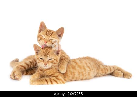 Deux chats se prélassant sur le sol, un chat aux yeux fermés Banque D'Images