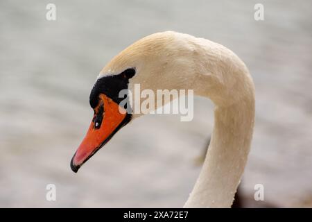 Gros plan de la tête et du cou d'un cygne avec un bec orange éclatant Banque D'Images