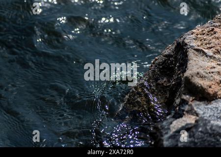 Un oiseau perché sur un rebord rocheux avec fond d'eau Banque D'Images