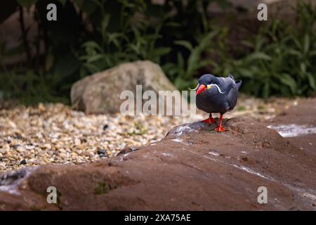 Un minuscule oiseau de sterne inca perché sur un rocher par l'eau Banque D'Images