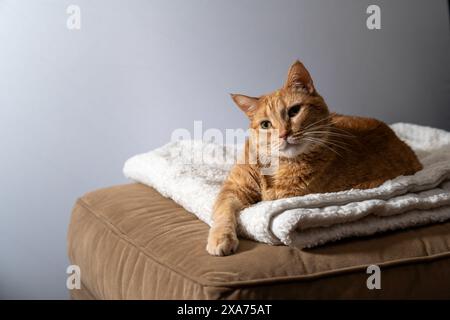 Une vue latérale d'un chat tabby orange détendu sur une couverture blanche, exsudant une ambiance tranquille. Banque D'Images