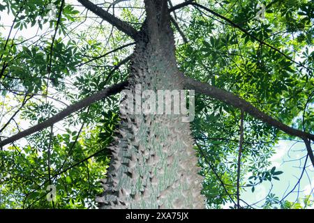 Un plan à angle bas du tronc épineux de l'arbre Anigic Tree dans une forêt Banque D'Images