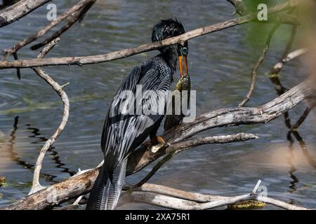 Anhinga (Anhinga anhinga) sur la branche à Apopka Lake, Floride. Tenant de gros poissons verts dans son bec. Banque D'Images