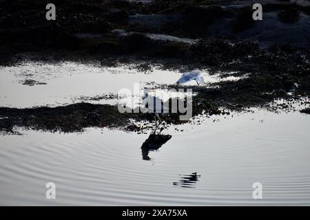 Une mouette saute près du héron gris après la fête des poissons sur Atlantic Ocean Road, en Norvège. Banque D'Images
