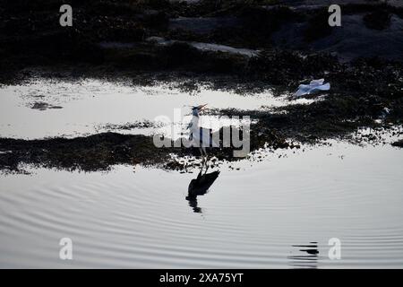 Une mouette saute près du héron gris après la fête des poissons sur Atlantic Ocean Road, en Norvège. Banque D'Images
