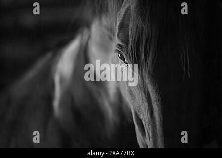 Image monochrome d'un cheval avec crinière coulante, semblant mélancolique Banque D'Images