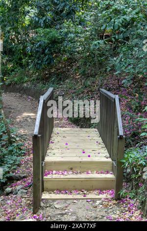 Une passerelle en bois avec des marches dans la forêt et des pétales violets répartis sur le chemin Banque D'Images