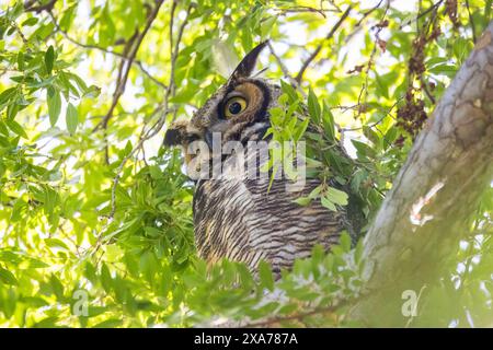 Un hibou perché sur une branche d'arbre regarde directement la caméra Banque D'Images