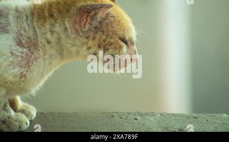 Un chat orange et blanc debout près des fenêtres, regardant à l'intérieur Banque D'Images