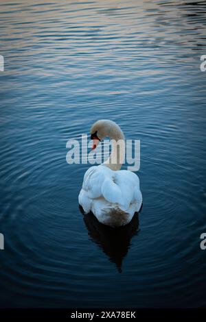 Un cygne glissant gracieusement sur l'eau. Banque D'Images