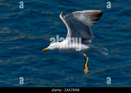 Une mouette planant au-dessus de l'eau par une journée ensoleillée Banque D'Images
