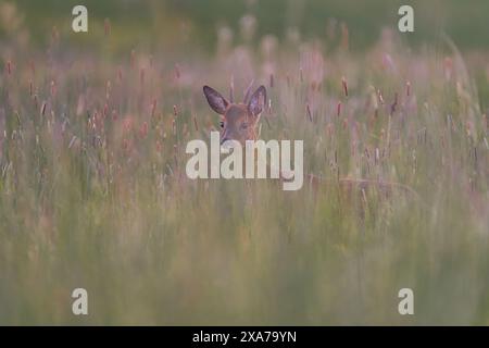 Curieux jeune cerf mâle caché dans la haute herbe à l'aube Banque D'Images