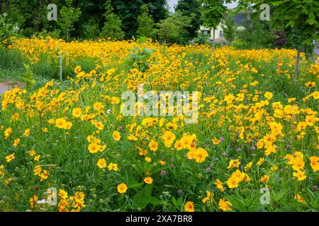 Detroit, Michigan - les résidents ont formé une organisation à but non lucratif appelée «Arboretum Detroit» pour préserver les arbres et développer des parcs sur l'abondante zone vacante Banque D'Images