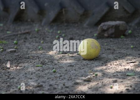 Une balle de tennis solitaire repose sur le sol Banque D'Images