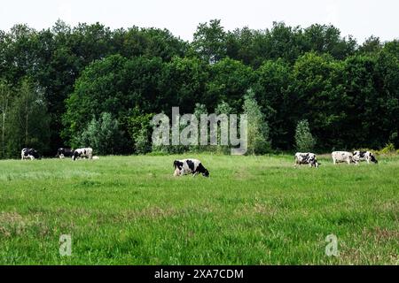 Pâturage vert de prairies avec des vaches frisonnes pâtissant confortablement à côté des bois à Achterhoek, aux pays-Bas Banque D'Images